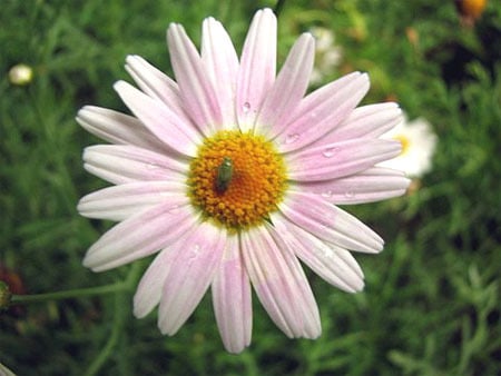 Insect pollinating a Flower